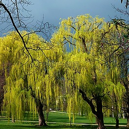 春天,芽,樹