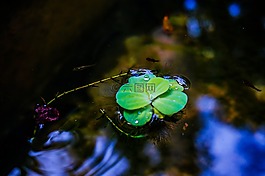 浮萍,漂浮植物,自然