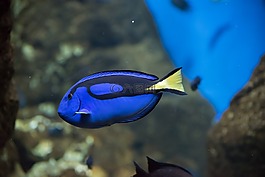 包括 daiza,阿諾德,藍色的魚