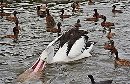 鵜鶘澳大利亞,鵜,水鳥
