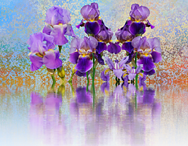 虹膜,花,鳶尾花