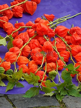 lampionblumen,市场,酸浆