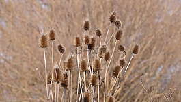 水飛薊,冬季,斯洛伐克