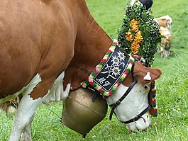人類(lèi),草,哺乳動(dòng)物