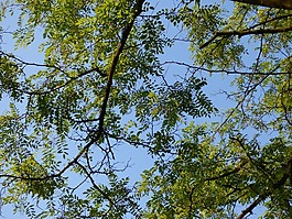 樹,葉子,分支機(jī)構(gòu)