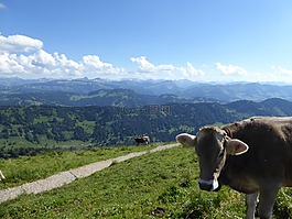 牛,山,阿爾高