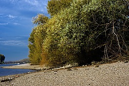 萊茵,河,海灘