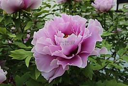 牡丹,粉紅色,開花