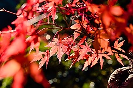 日本,景觀,自然