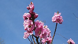花,油桃,天空