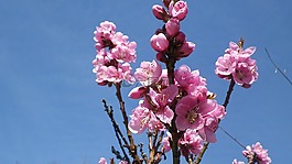 花,粉色,天空