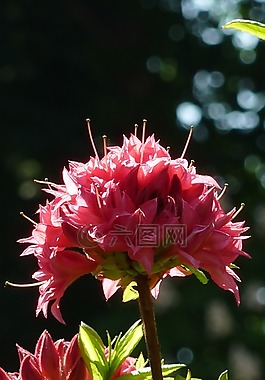 杜鵑花,背光,粉紅色