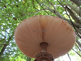 蘑菇,森林,秋季