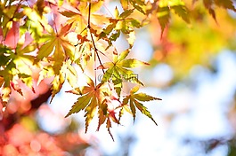 日本,景觀,自然