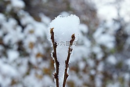 科,雪,冬天