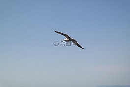 海鷗,天堂,藍(lán)色