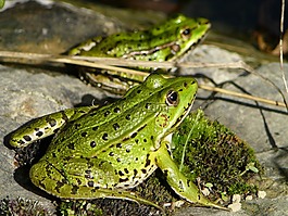 青蛙,性質(zhì),兩棲動(dòng)物