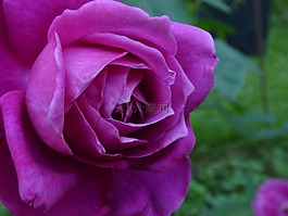 花,灌木,紫色