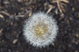 尖尖,花,花的