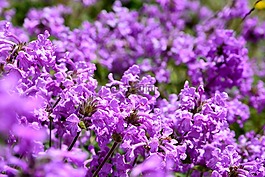 花卉,性質(zhì),宏