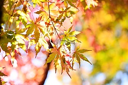 日本,景觀,自然