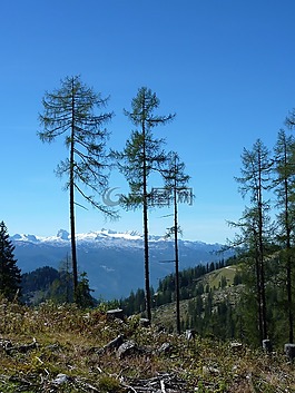 山,冷杉,奧地利