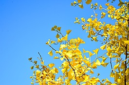 日本,景觀,自然