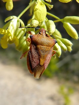 我pentatomid,斑须蝽,甲壳虫