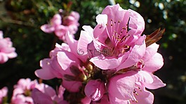 花,粉色,油桃