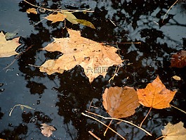 葉,秋天的風(fēng)景,性質(zhì)