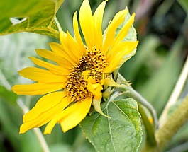太陽花,夏季,黃色