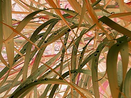 草,秋季,性质