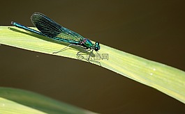 蜻蜓,葉,昆蟲