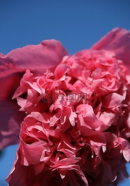 花,粉色,敲了竹杠