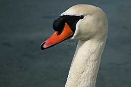 天鵝,疣鼻天鵝,鳥