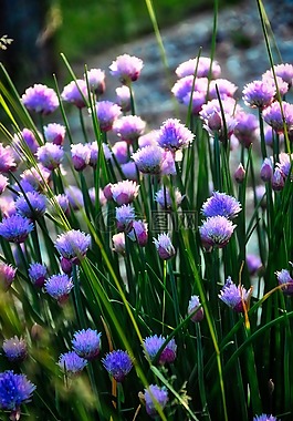 韭菜,草本植物,食品