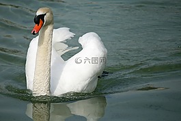 天鵝,疣鼻天鵝,鳥