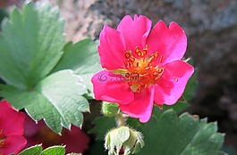 粉紅色,草莓,雄蕊