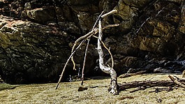 海灘,野生,露營