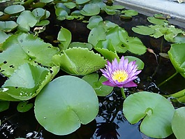 蓮花,越南,花