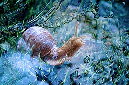蝸牛,殼,動物