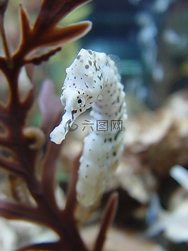 海馬,生物學(xué),魚
