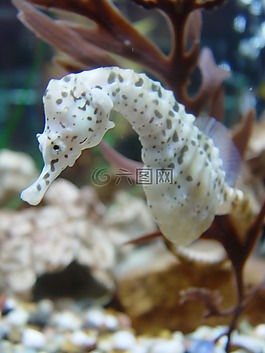海馬,生物學(xué),魚