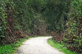 離,森林路徑,荒野