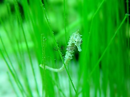 海馬,生物學(xué),魚