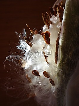 ascelepias cornuti,草地上的长尾小鹦鹉,种子