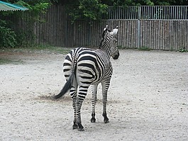 長頸鹿,動(dòng)物園,非洲