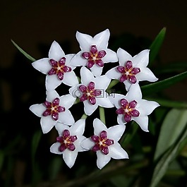 霍亞,霍亞貝拉,開花