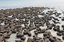 红色帽子,澳大利亚,stromatolit