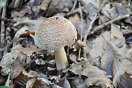 真菌,毒蕈,森林